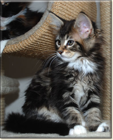 hodowla kotw rasy Maine Coon Villa Park*PL