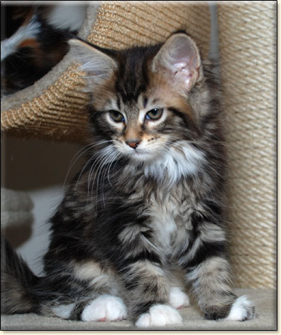 hodowla kotw maine coon Villa Park*PL