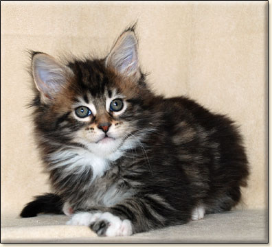 Maine Coon cattery Villa Park*PL