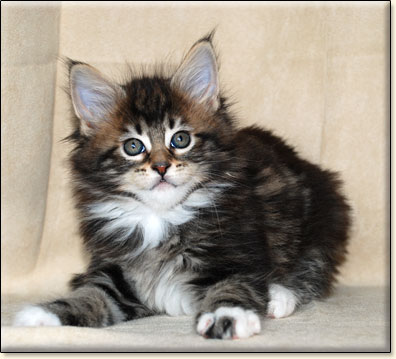 hodowla kotw rasy Maine Coon Villa Park*PL