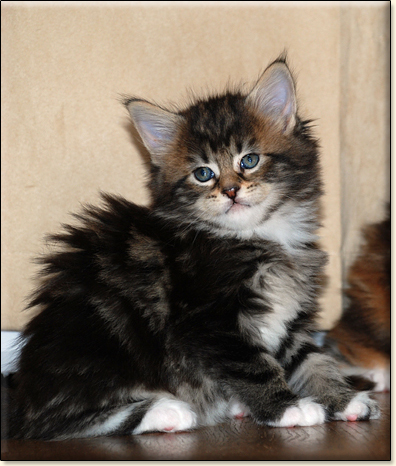 Maine Coon cattery Villa Park*PL