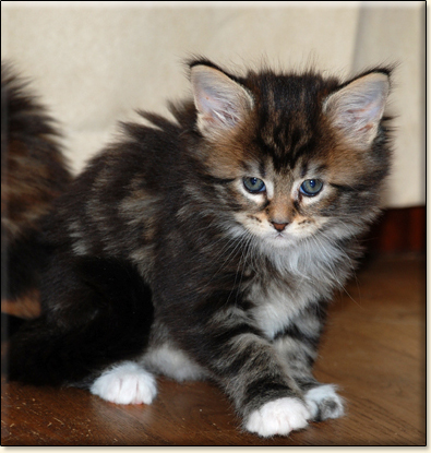 maine coon cattery Villa Park*PL