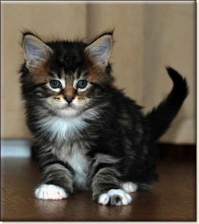 hodowla kotw maine coon Villa Park*PL