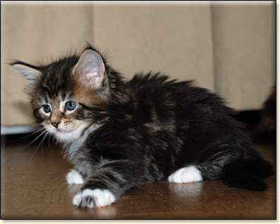 hodowla kotw rasy Maine Coon Villa Park*PL