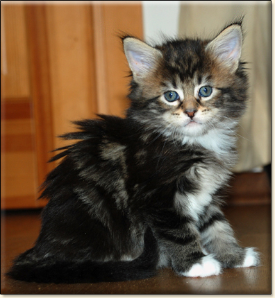 hodowla kotw maine coon Villa Park*PL