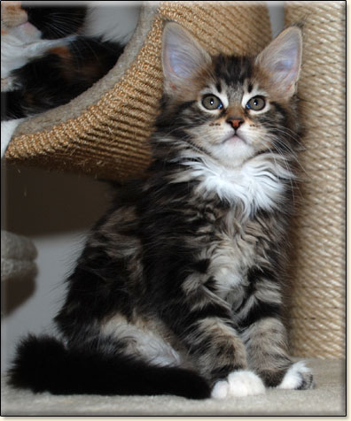 maine coon cattery Villa Park*PL