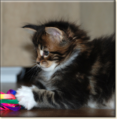 hodowla kotw maine coon Villa Park*PL