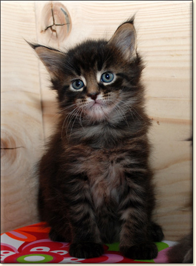 hodowla kotw rasy Maine Coon Villa Park*PL