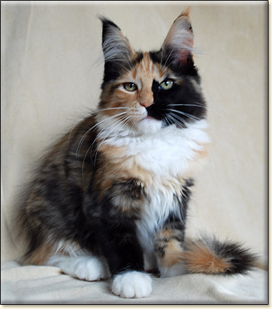 hodowla kotw rasy Maine Coon Villa Park*PL