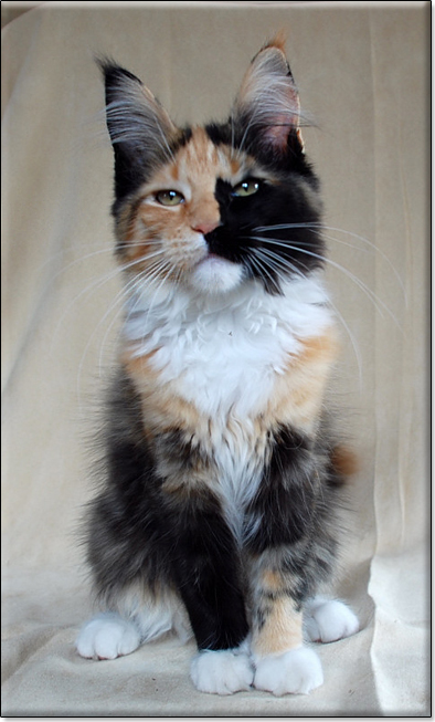 hodowla kotw rasy Maine Coon Villa Park*PL