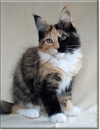 hodowla kotw maine coon Villa Park*PL