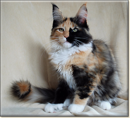 maine coon cattery Villa Park*PL