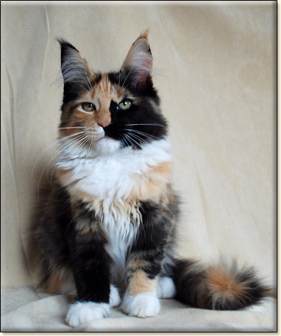 hodowla kotw rasy Maine Coon Villa Park*PL