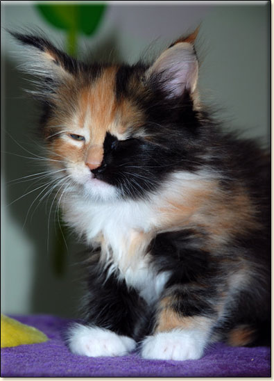 hodowla kotw maine coon Villa Park*PL