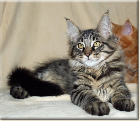 hodowla kotw rasy Maine Coon Villa Park*PL