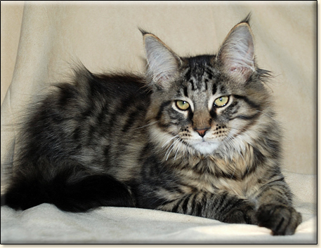 hodowla kotw rasy Maine Coon Villa Park*PL