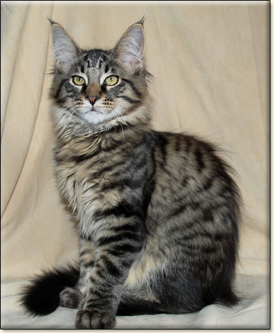 Maine Coon cattery Villa Park*PL