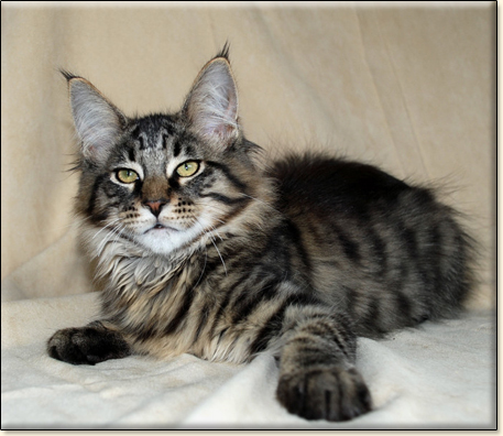 maine coon cattery Villa Park*PL