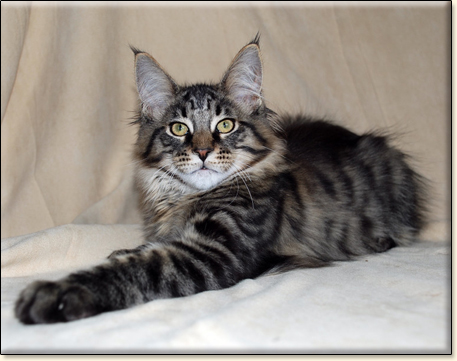 hodowla kotw rasy Maine Coon Villa Park*PL