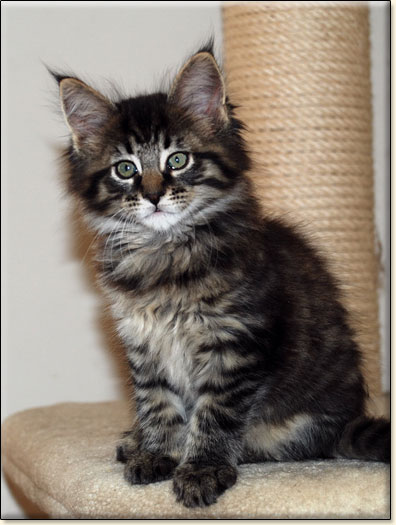 hodowla kotw maine coon Villa Park*PL