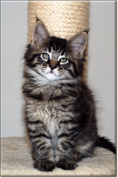 Maine Coon cattery Villa Park*PL