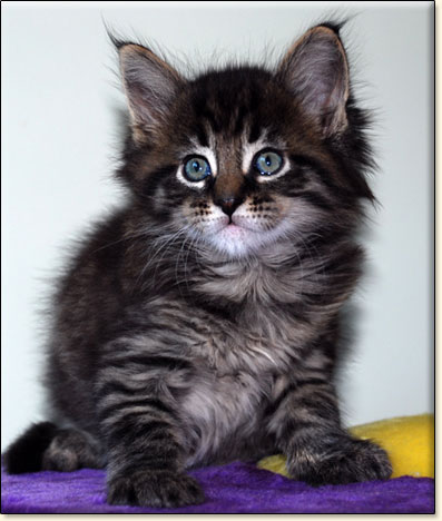 hodowla kotw maine coon Villa Park*PL