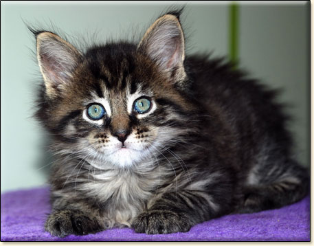 Maine Coon cattery Villa Park*PL