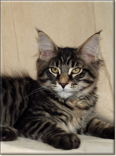 hodowla kotw rasy Maine Coon Villa Park*PL