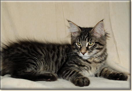 hodowla kotw rasy Maine Coon Villa Park*PL