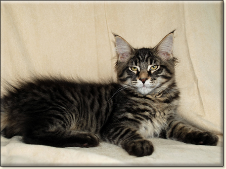 hodowla kotw maine coon Villa Park*PL