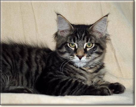 Maine Coon cattery Villa Park*PL