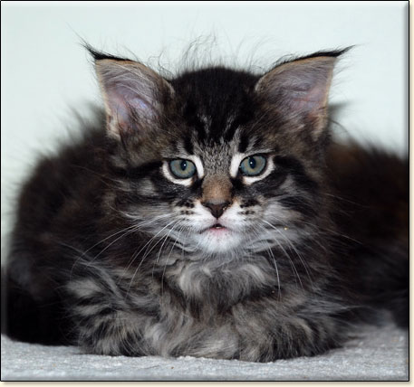 maine coon cattery Villa Park*PL