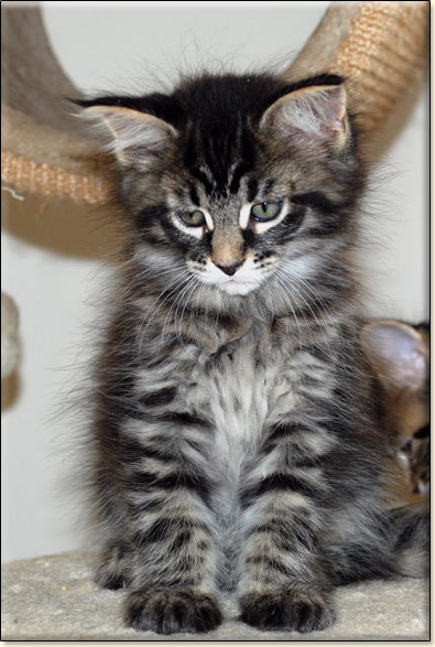 hodowla kotw rasy Maine Coon Villa Park*PL