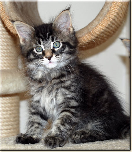 hodowla kotw maine coon Villa Park*PL