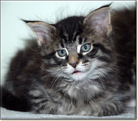 Maine Coon cattery Villa Park*PL