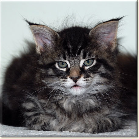 maine coon cattery Villa Park*PL