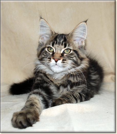 hodowla kotw rasy Maine Coon Villa Park*PL