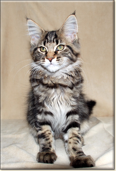 hodowla kotw rasy Maine Coon Villa Park*PL