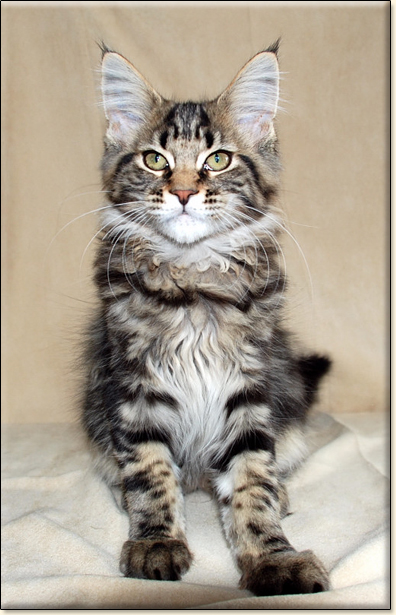 hodowla kotw maine coon Villa Park*PL