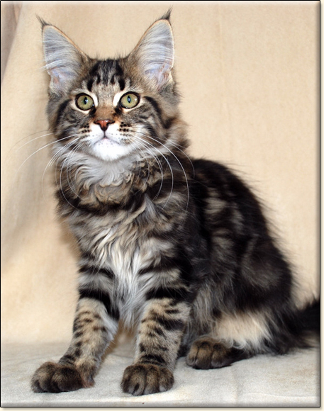 Maine Coon cattery Villa Park*PL