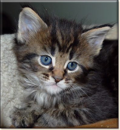 hodowla kotw maine coon Villa Park*PL