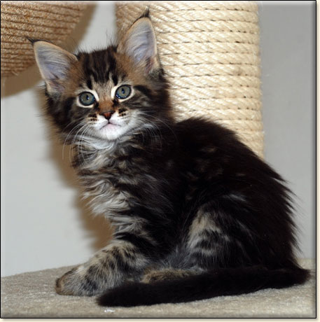 Maine Coon cattery Villa Park*PL