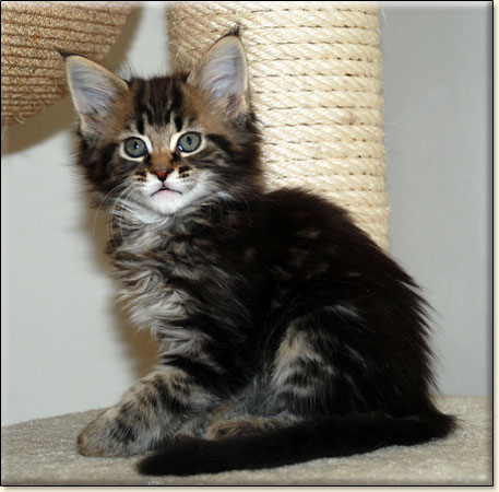 maine coon cattery Villa Park*PL