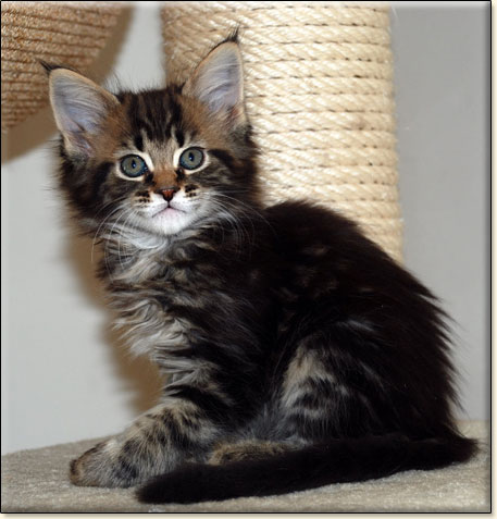 hodowla kotw rasy Maine Coon Villa Park*PL