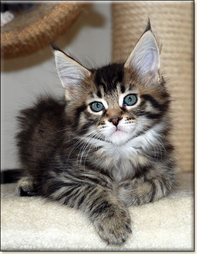 hodowla kotw rasy Maine Coon Villa Park*PL