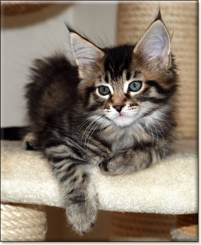 hodowla kotw rasy Maine Coon Villa Park*PL