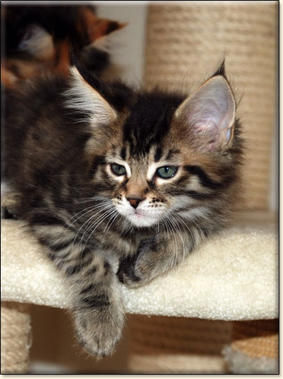 hodowla kotw maine coon Villa Park*PL