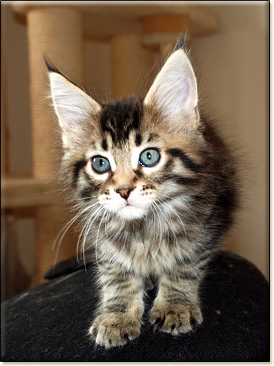 Maine Coon cattery Villa Park*PL