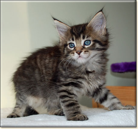 hodowla kotw maine coon Villa Park*PL