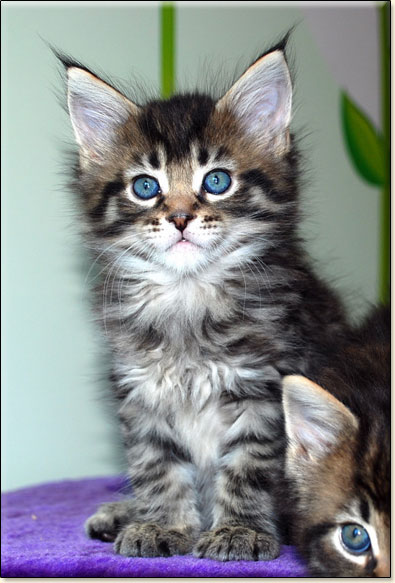 hodowla kotw rasy Maine Coon Villa Park*PL